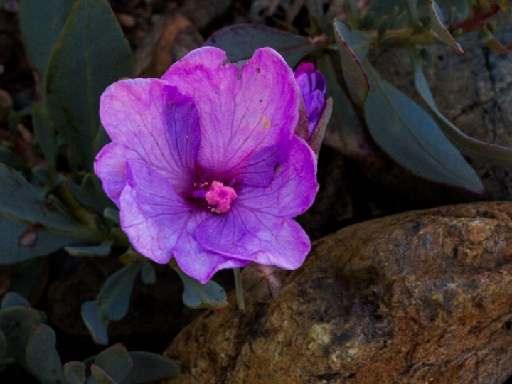 Epilobium rigidium, Dwarf Fireweed.jpg